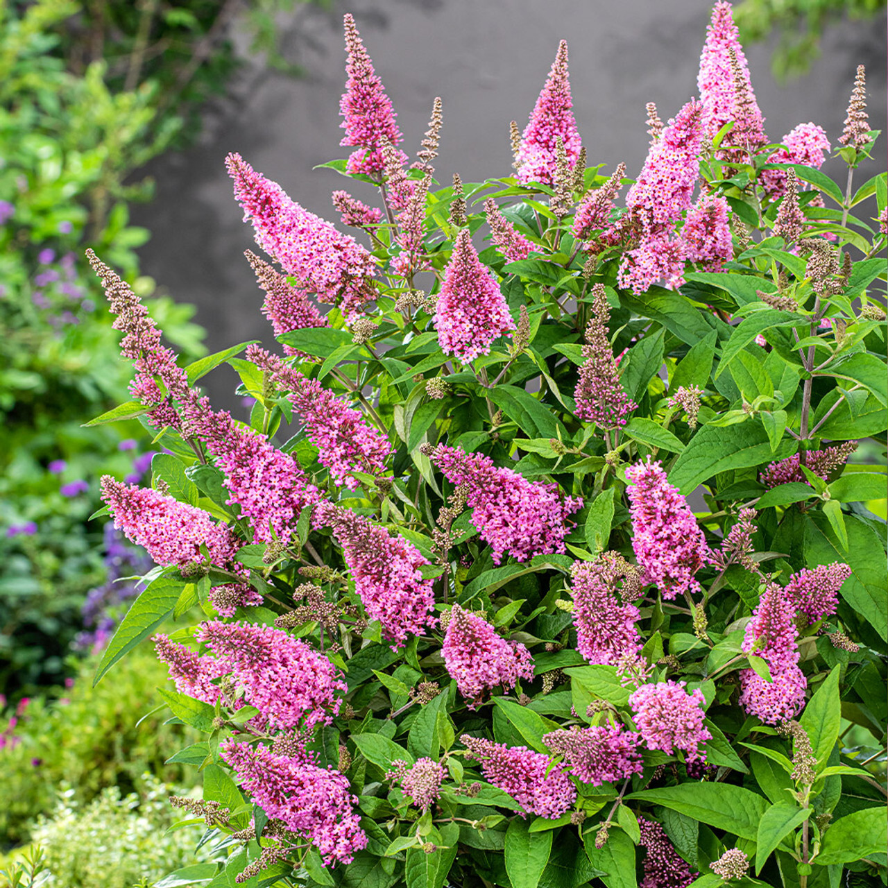 Kelebek Çalısı Çiçeği – Pembe Renk (Buddleja davidii ‘Little Pink’)