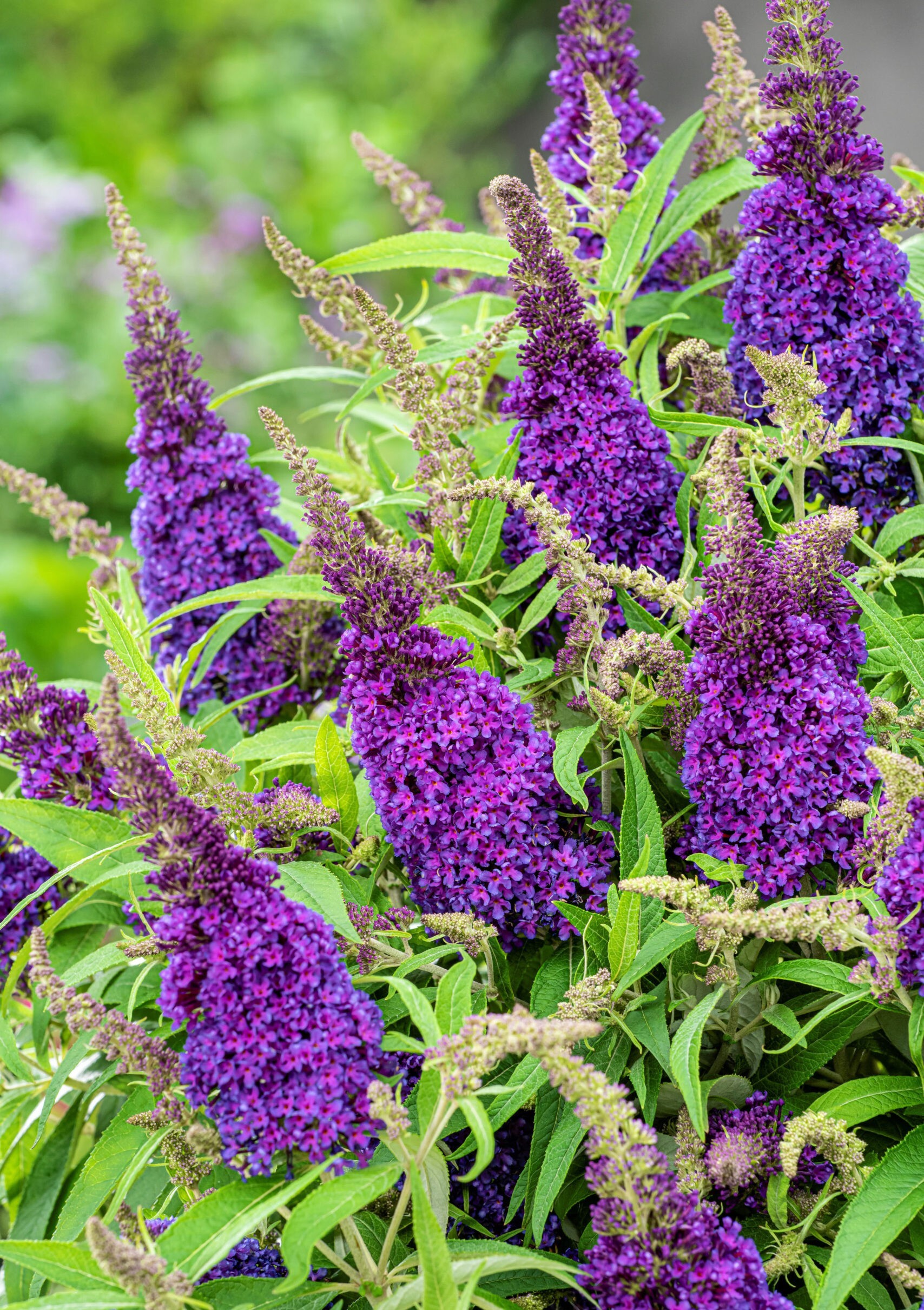 Kelebek Çalısı Çiçeği – Pembe Renk (Buddleja davidii ‘Little Pink’)