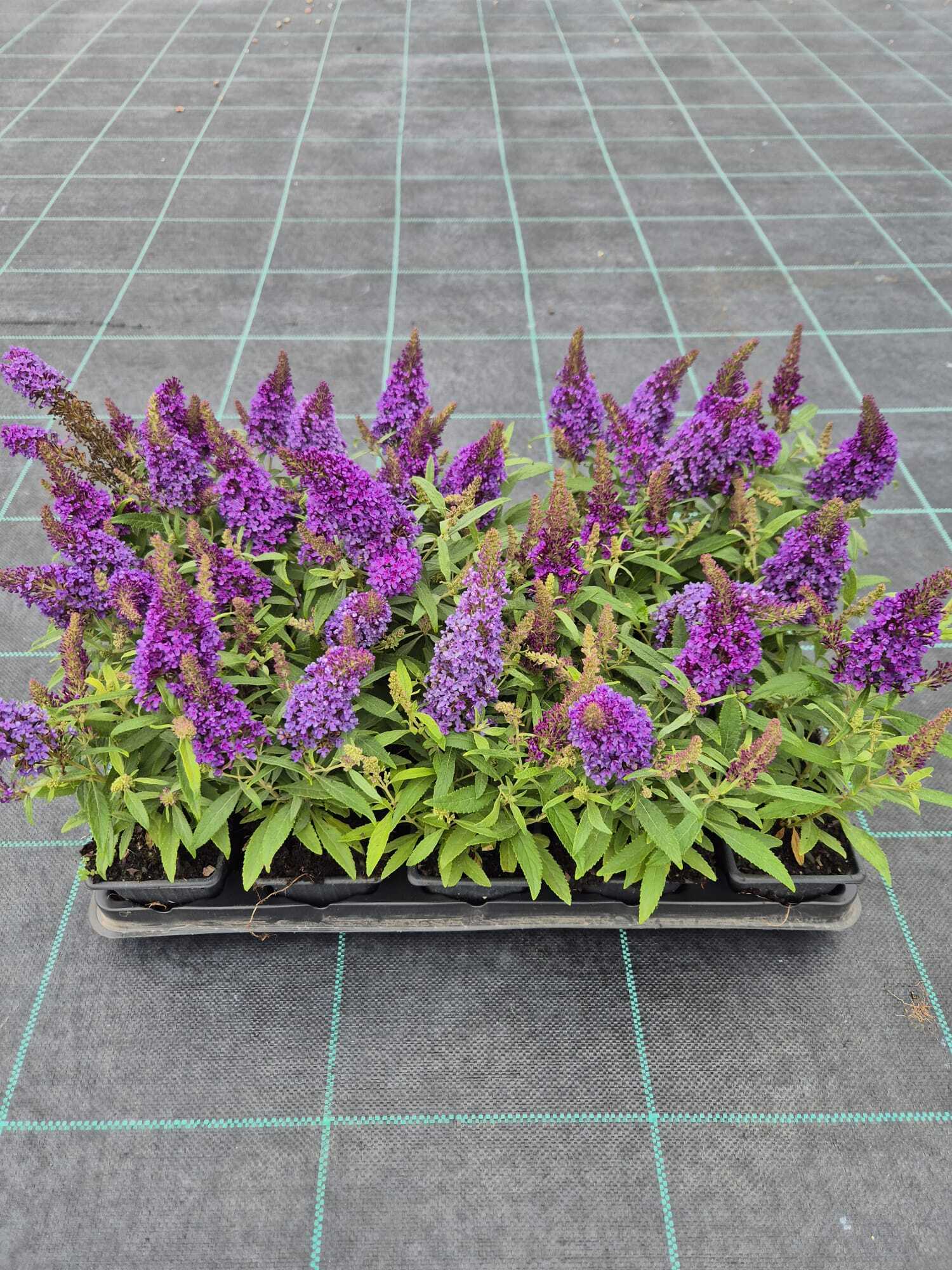 Kelebek Çalısı Çiçeği - Kırmızı Renk