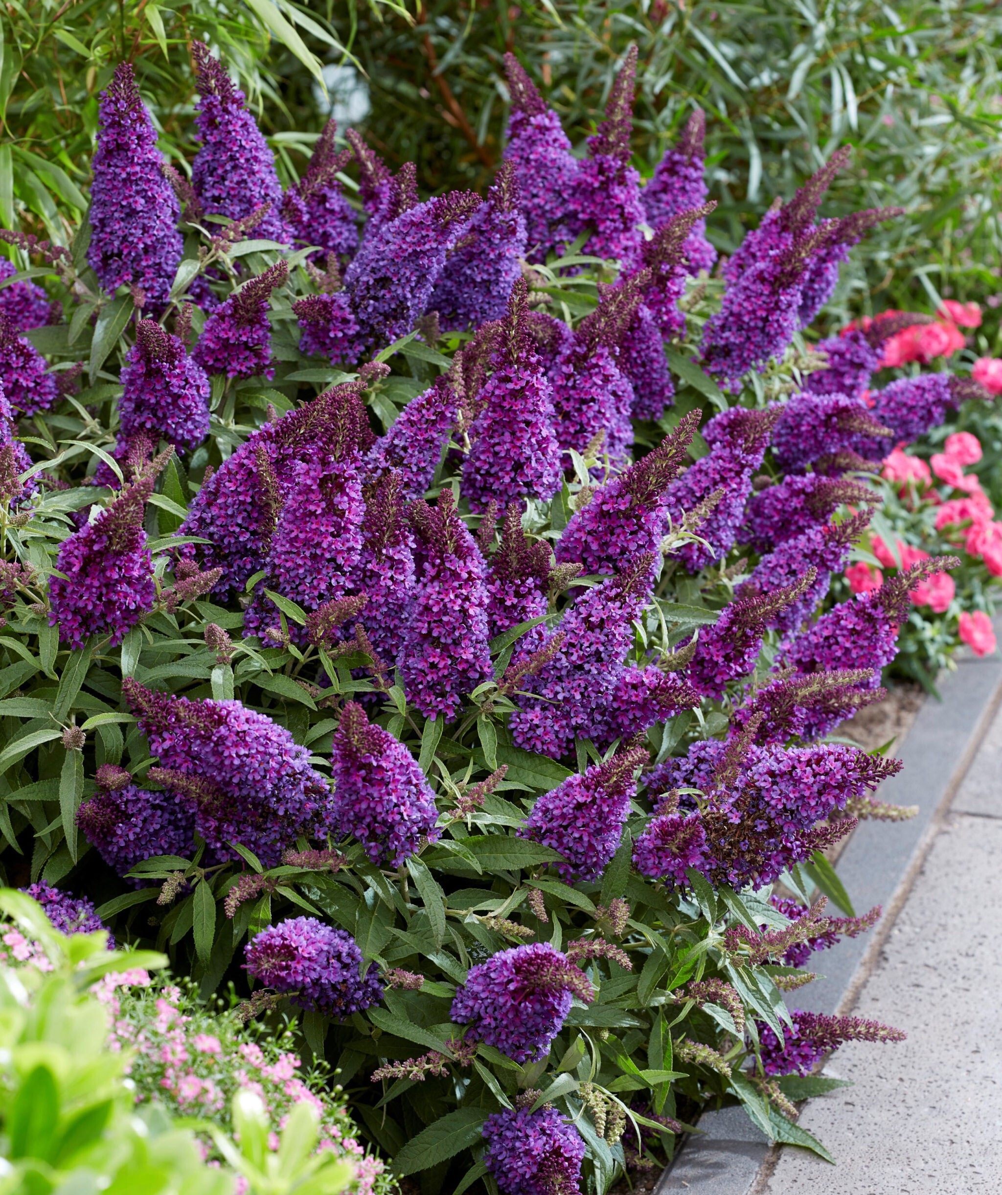 Kelebek Çalısı Çiçeği – Mor Renk (Buddleja davidii ‘Little Purple’)