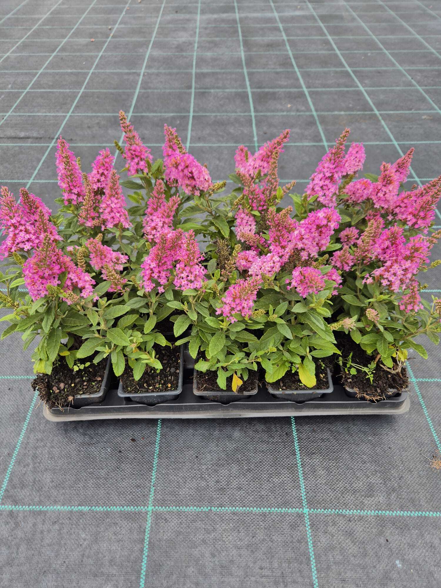Kelebek Çalısı Çiçeği – Pembe Renk (Buddleja davidii ‘Little Pink’)
