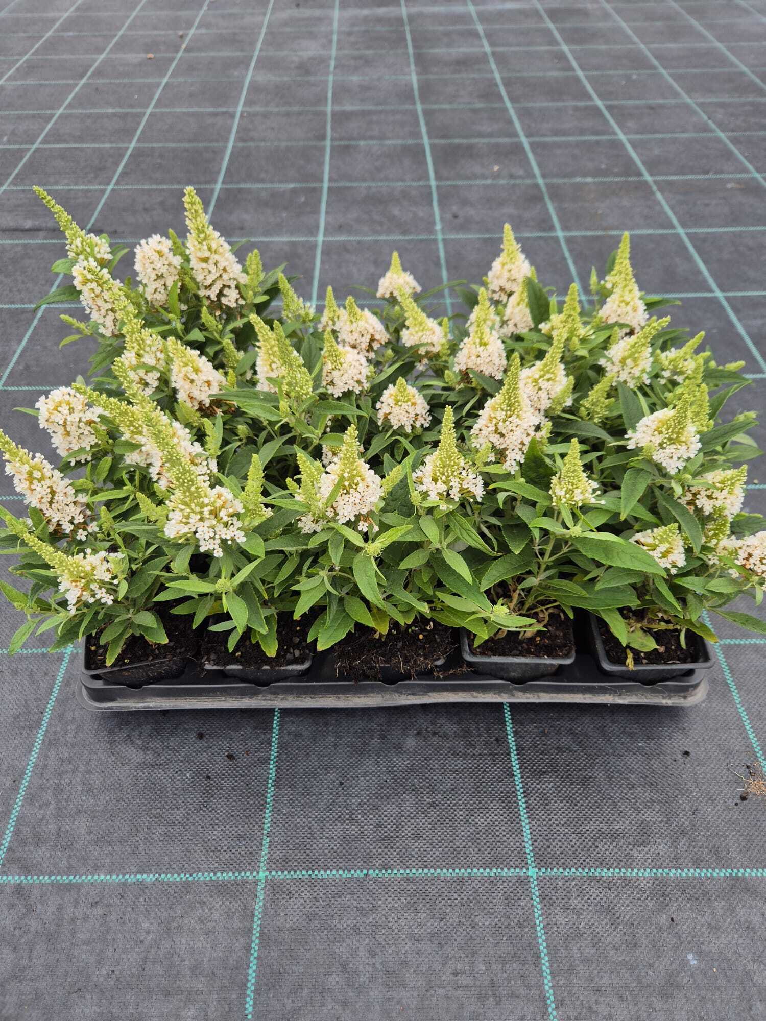 Kelebek Çalısı Çiçeği – Beyaz Renk (Buddleja davidii ‘Little White’)