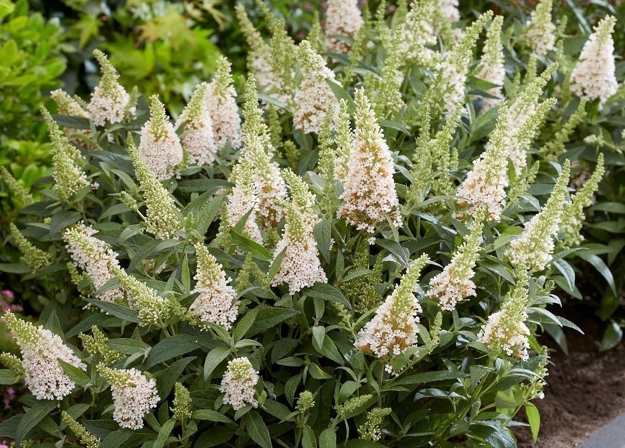 Kelebek Çalısı Çiçeği – Beyaz Renk (Buddleja davidii ‘Little White’)
