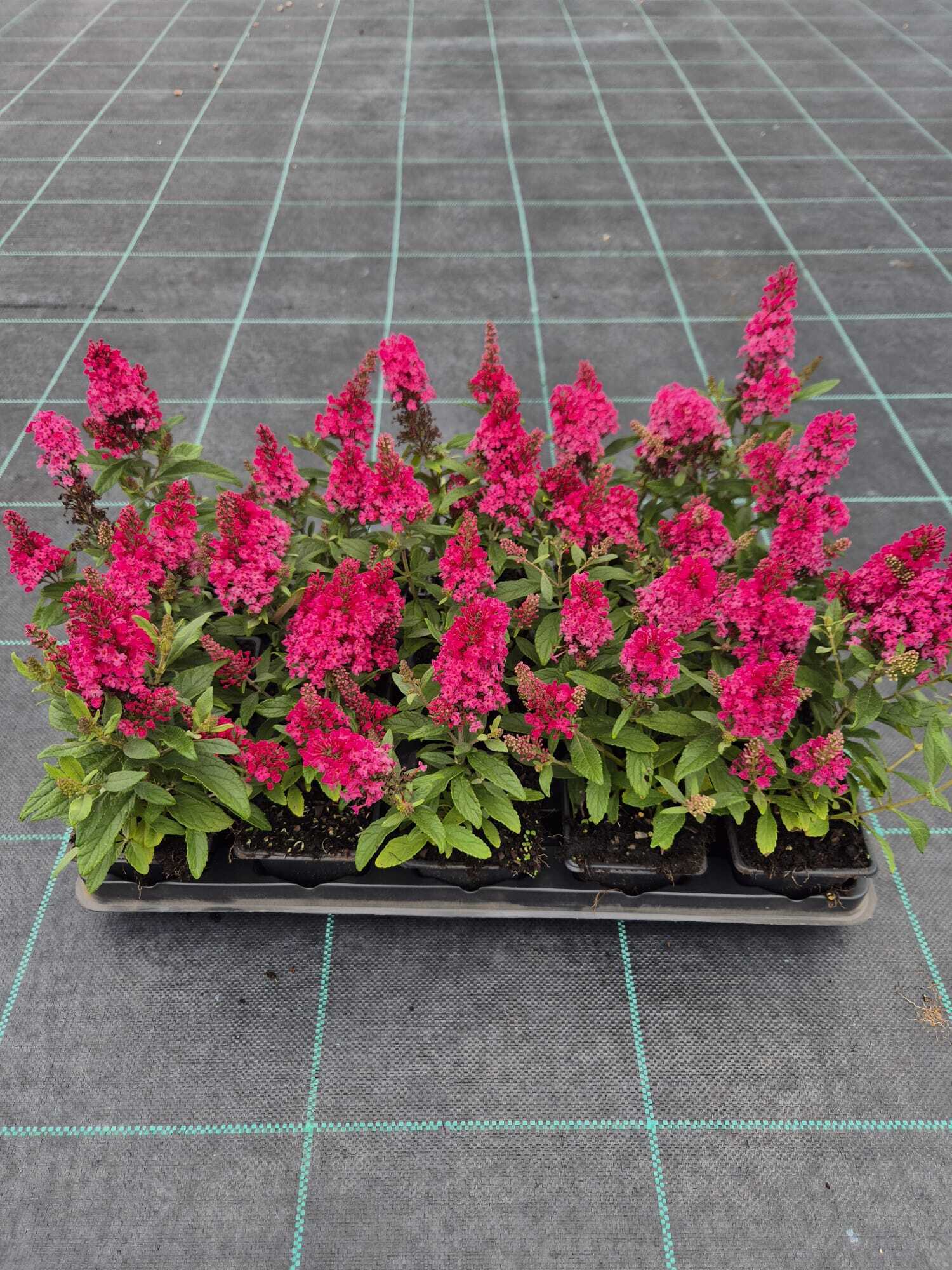 Kelebek Çalısı Çiçeği – Kırmızı Renk (Buddleja davidii ‘Little Red’)