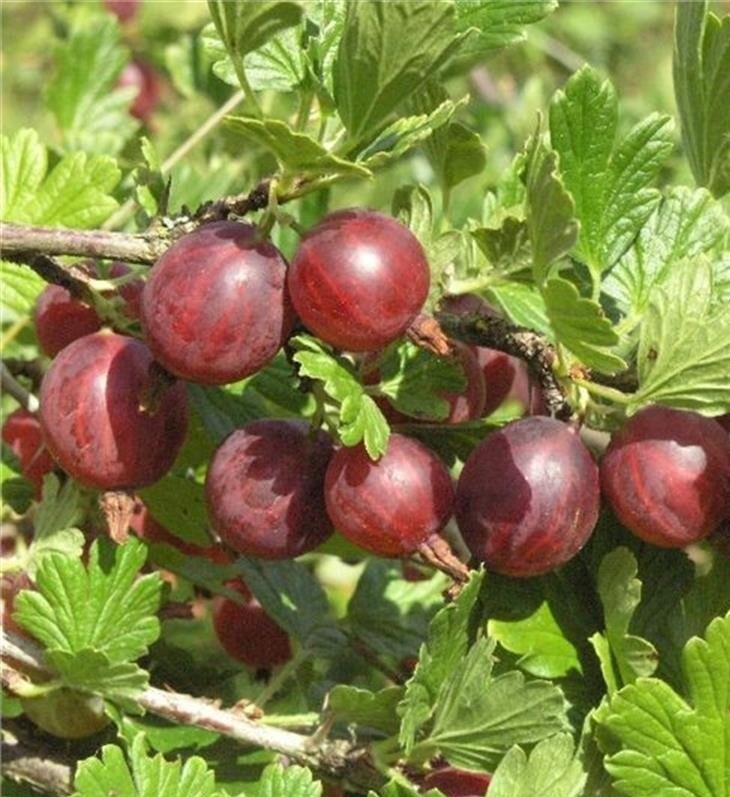 Kırmızı Bektaşi Üzüm Fidanı