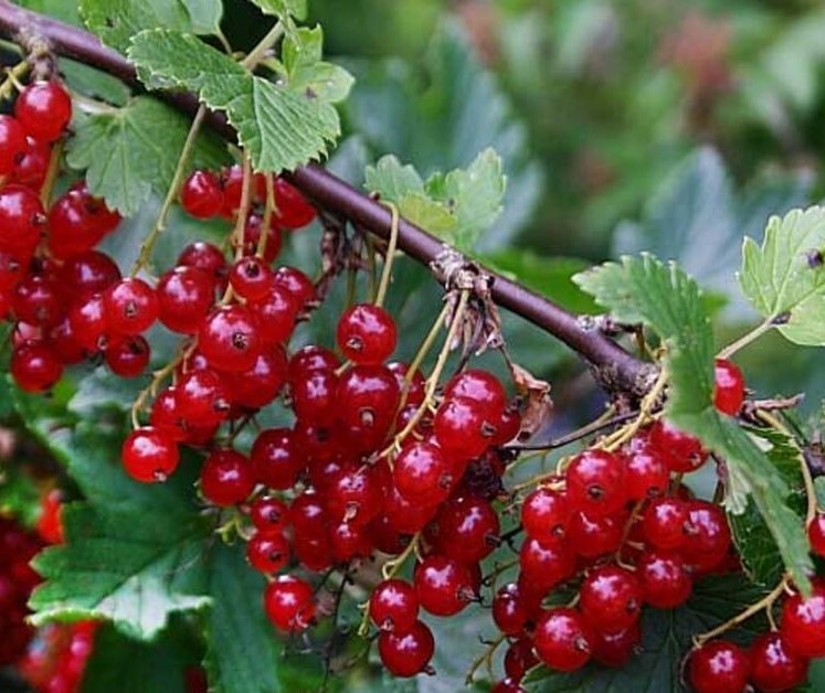 Kırmızı Frenk Üzüm Fidanı