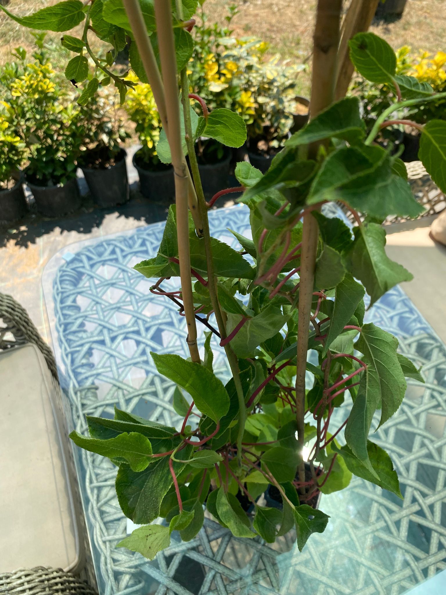 Kırmızı Kivi Fidanı – 2 Yaş Tüplü