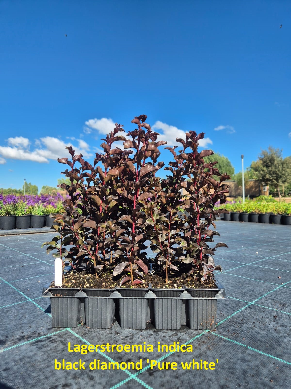 Kırmızı Yapraklı Oya – Beyaz Çiçekli (Lagerstroemia indica ‘Pure White’)