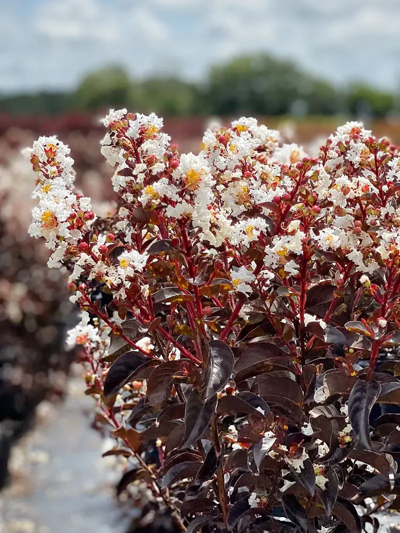 Kırmızı Yapraklı Oya – Beyaz Çiçekli (Lagerstroemia indica ‘Pure White’)
