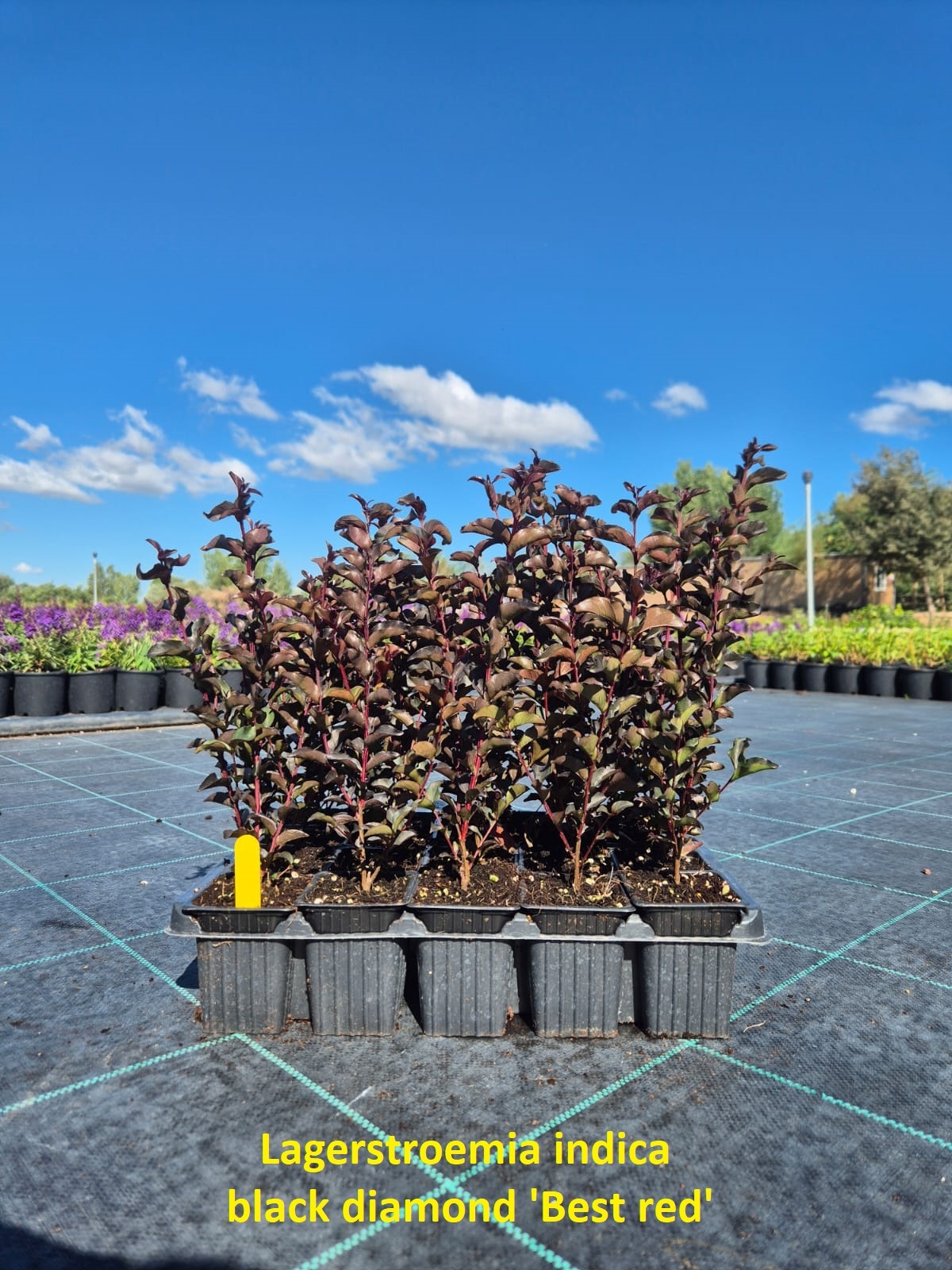 Kırmızı Yapraklı Oya – Kırmızı Çiçekli (Lagerstroemia indica ‘Best Red’)