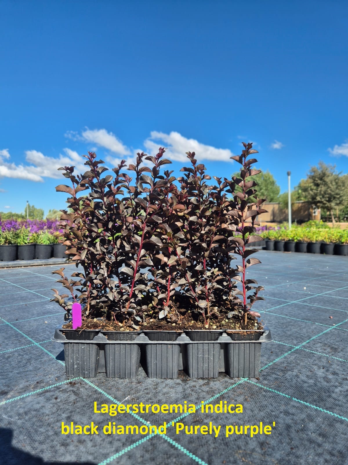 Kırmızı Yapraklı Oya – Mor Çiçekli (Lagerstroemia indica ‘Purely Purple’)