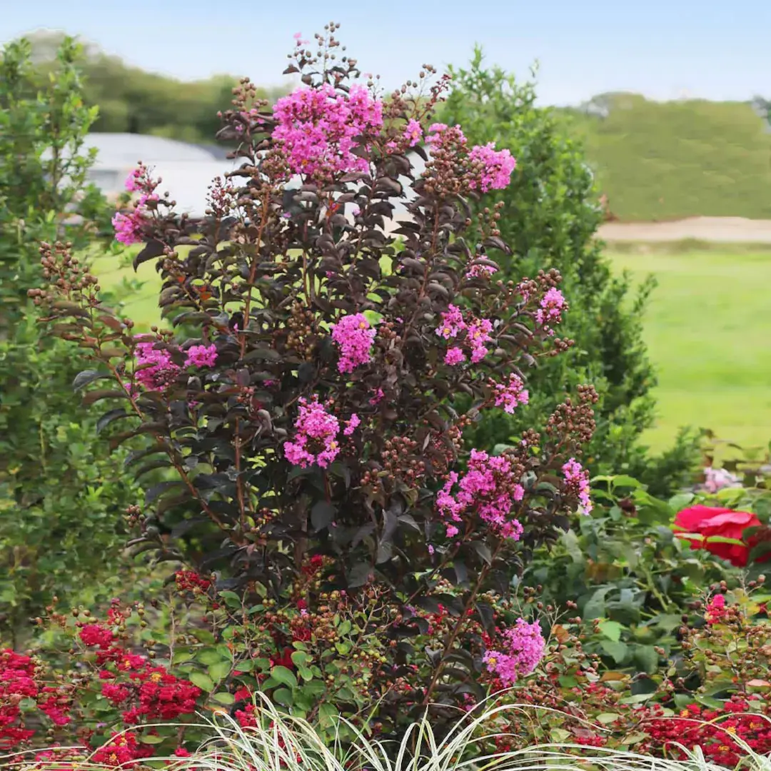 Kırmızı Yapraklı Oya – Mor Çiçekli (Lagerstroemia indica ‘Purely Purple’)