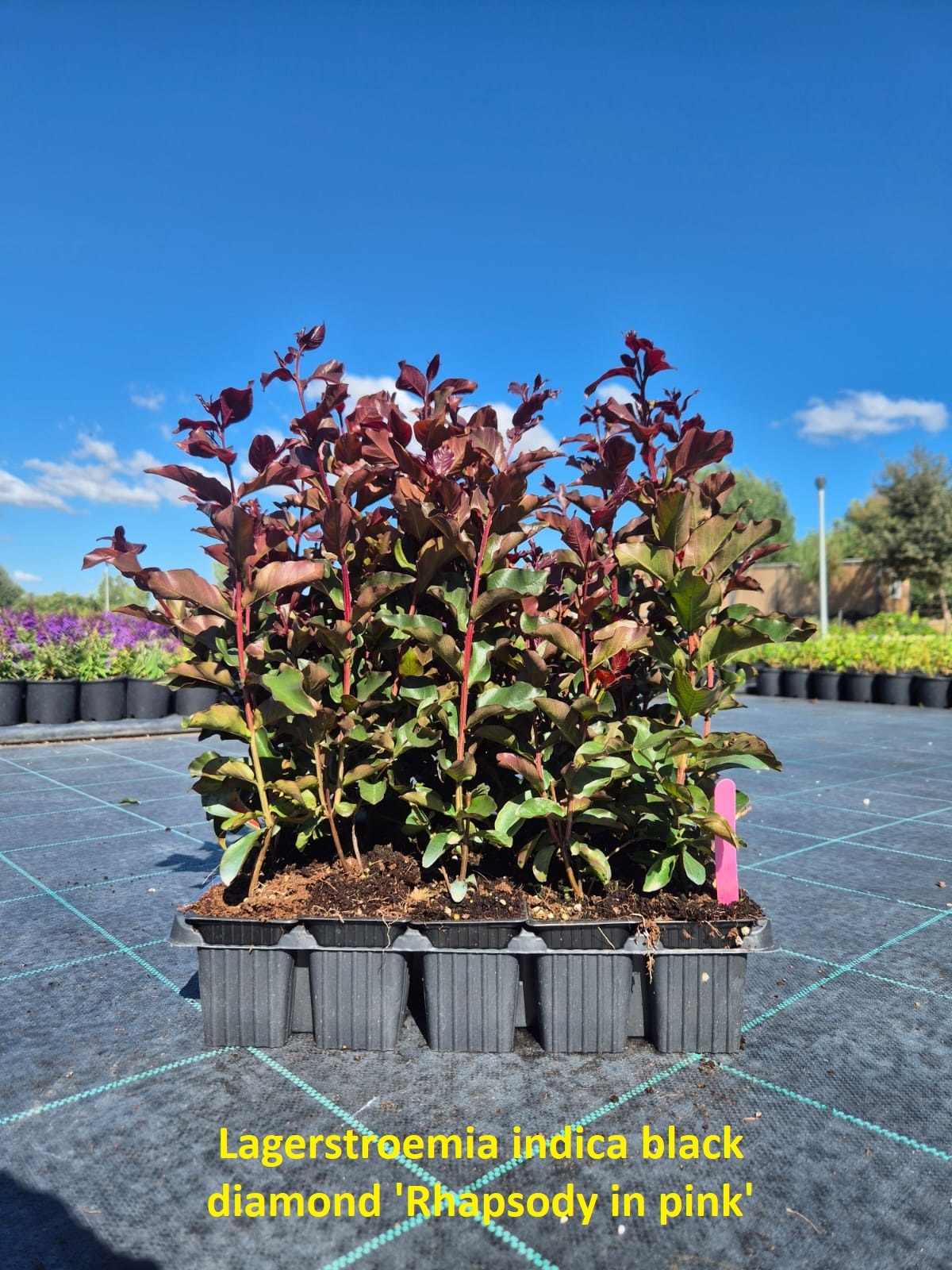 Kırmızı Yapraklı Oya – Mor Çiçekli (Lagerstroemia indica ‘Purely Purple’)