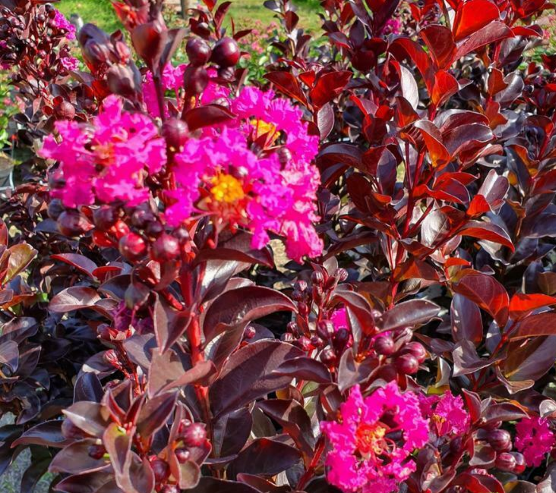 Kırmızı Yapraklı Oya – Pembe Çiçekli (Lagerstroemia indica ‘Rhapsody’)