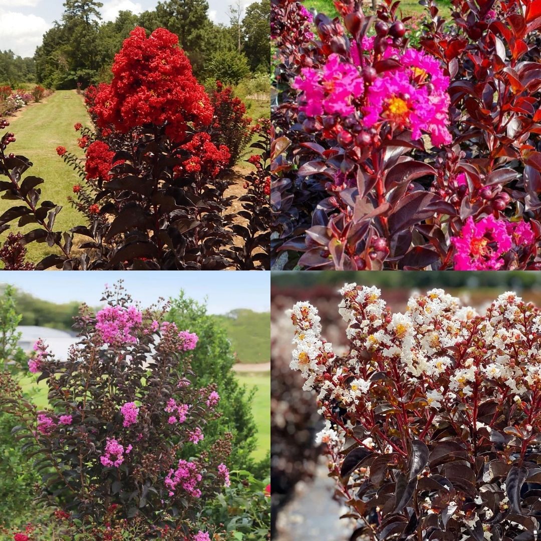 Kırmızı Yapraklı Oya 4’lü Renkli Set (Pure White, Best Red, Purely Purple, Rhapsody Pink)