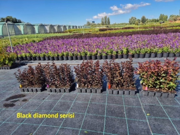 Kelebek Çalısı 4’lü Renkli Set (Little Serisi – Purple, Red, Pink, White)