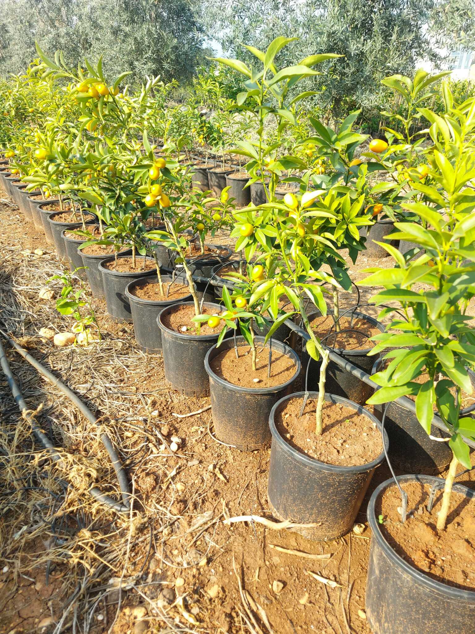 Kumkuat Fidanı - 6 Yaş - Saksılı