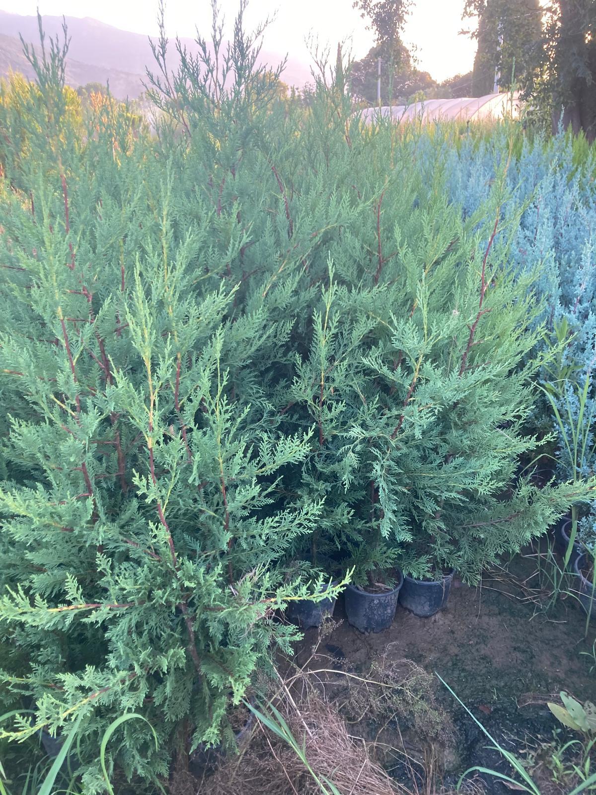 Leylandi Fidanı - 80-100 cm - 3 Adet