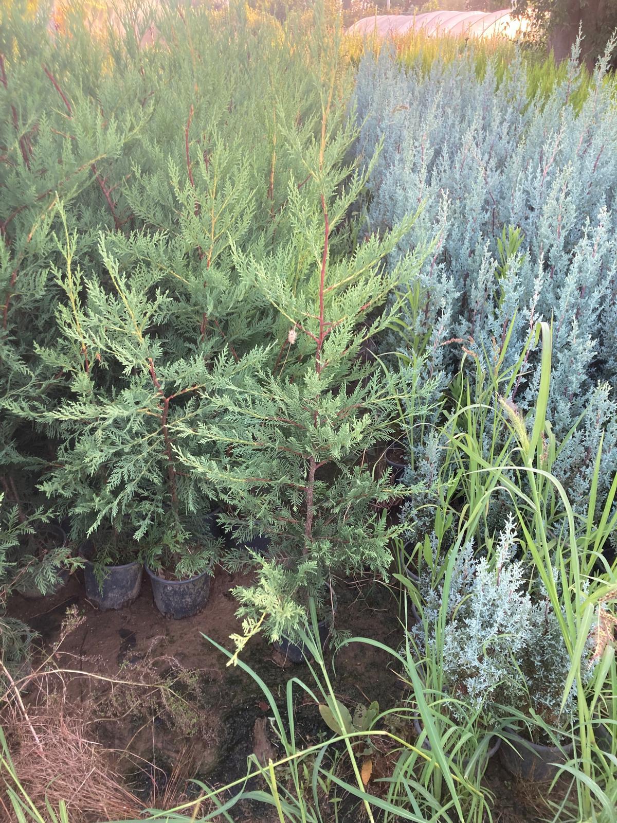 Leylandi Fidanı - 80-100 cm - 3 Adet