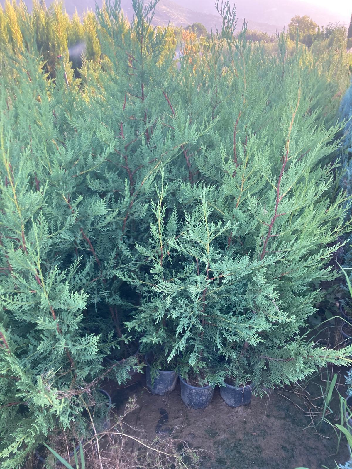 Leylandi Fidanı - 80-100 cm - 10 Adet
