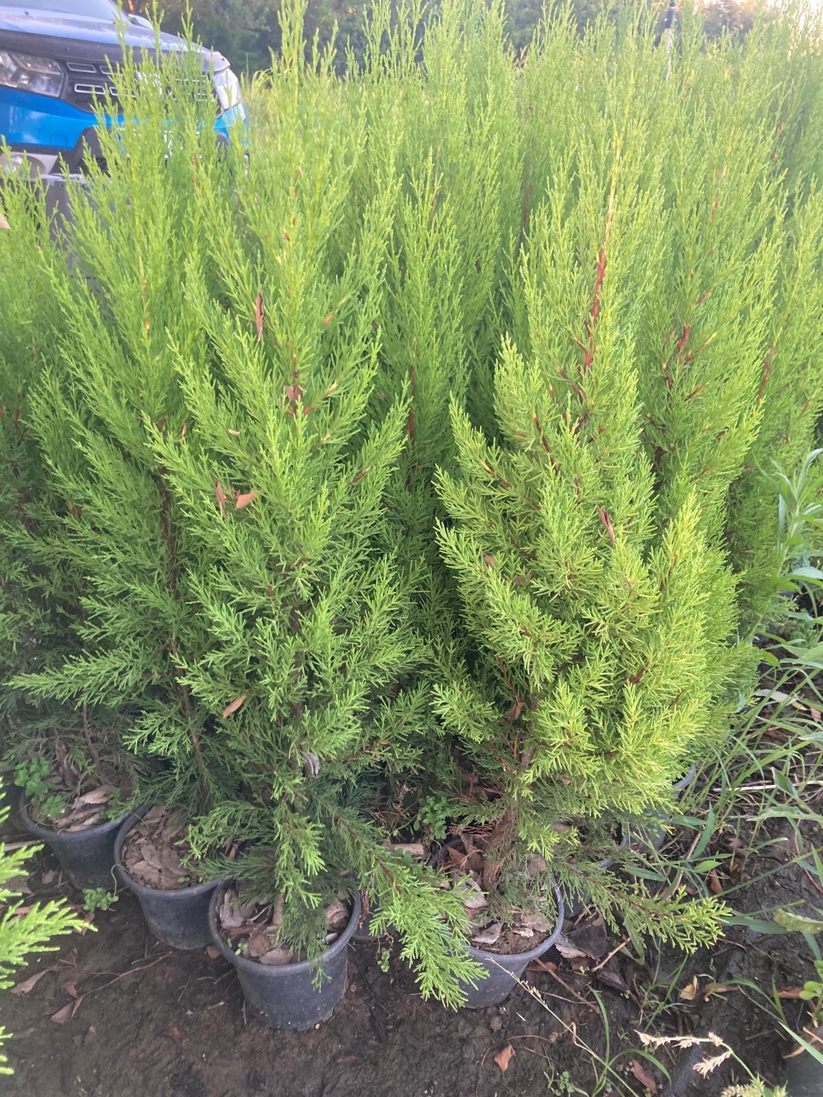 Limon Çamı Fidanı - 80-100 cm - 5 Adet