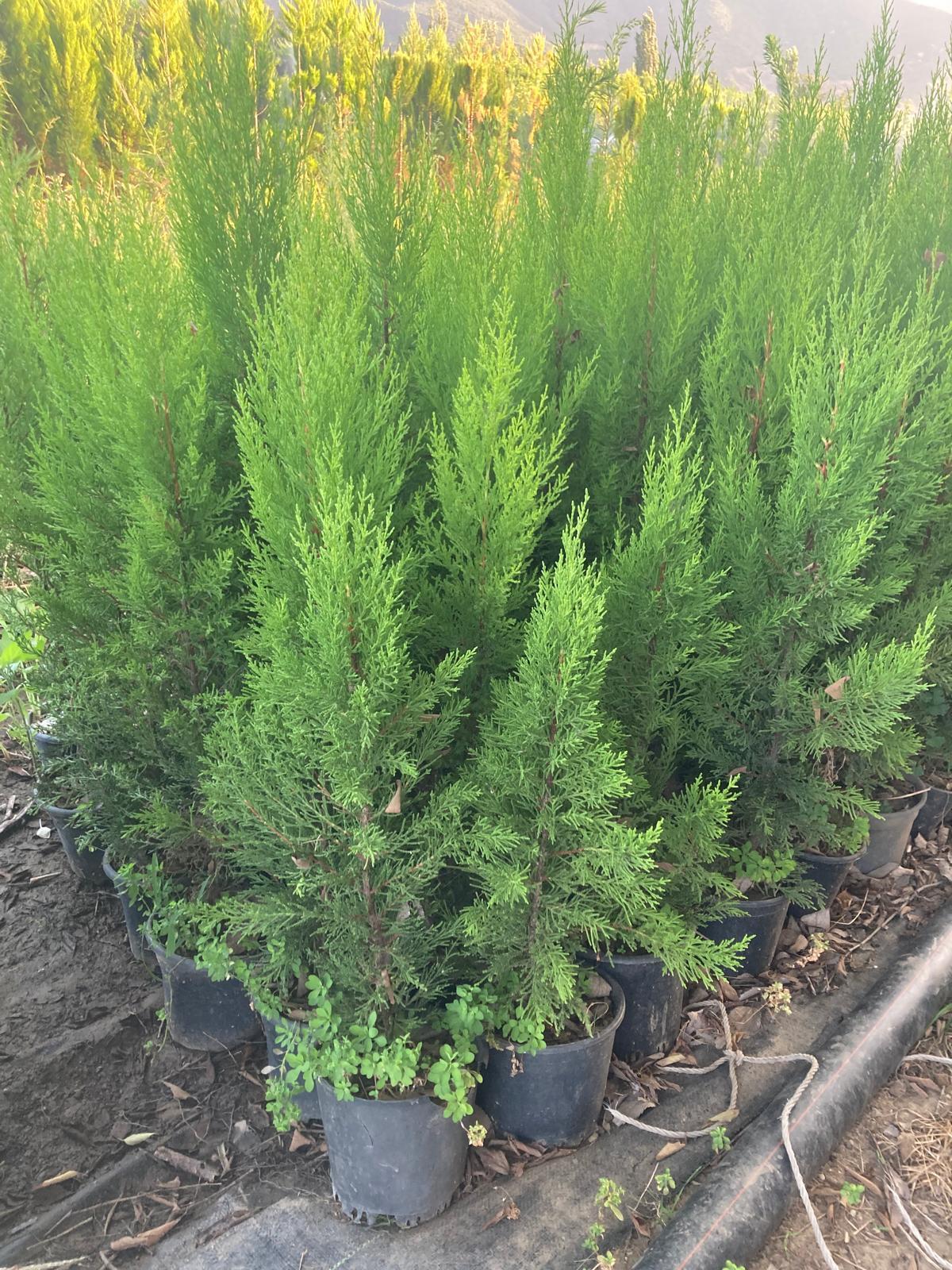 Leylandi Fidanı - 80-100 cm - 3 Adet