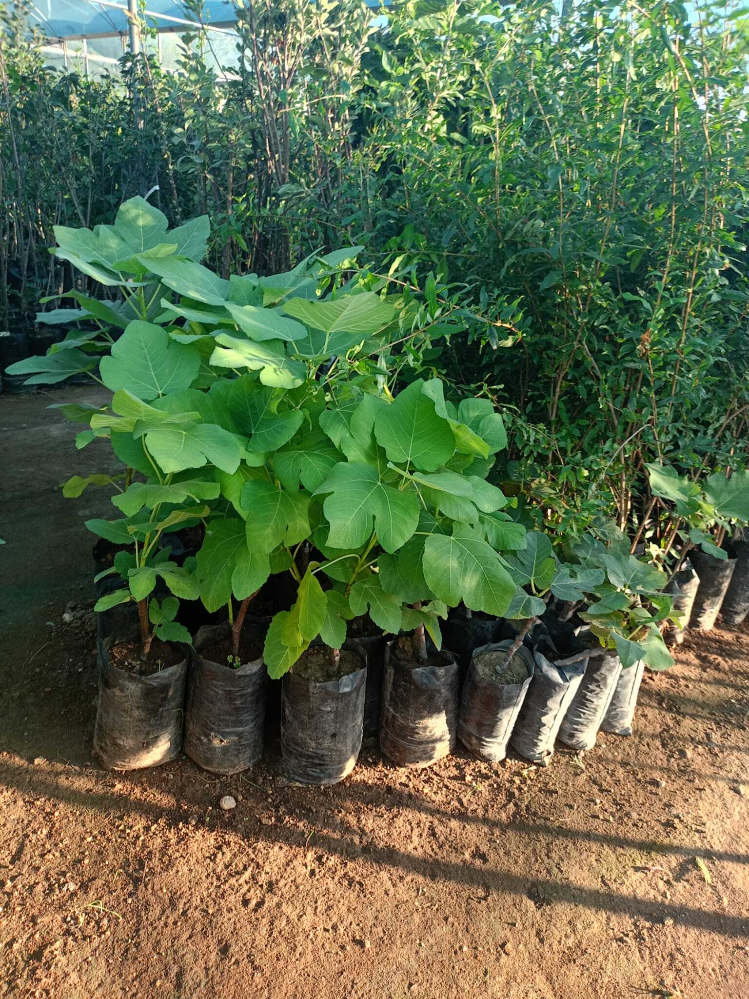 Sarı Lop İncir Fidanı