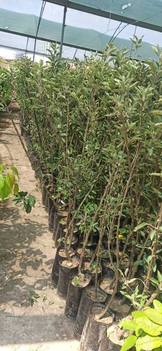 Scarlet Spur Elma Fidanı 