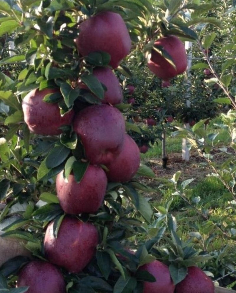 Scarlet Spur Elma Fidanı 