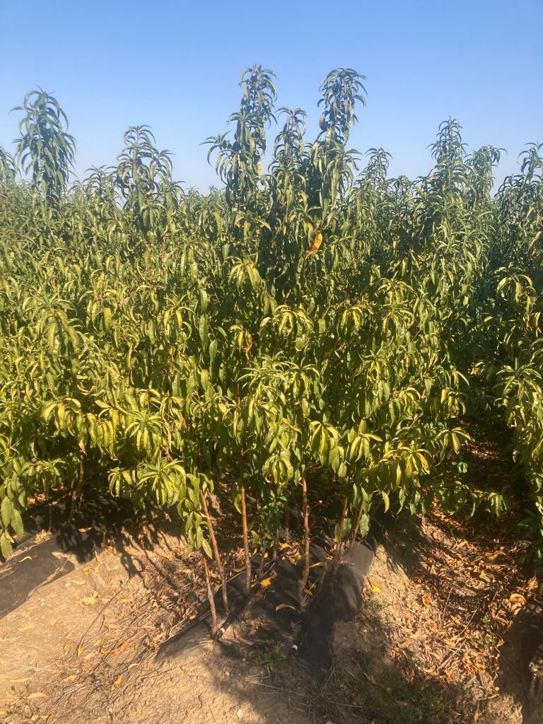 Şeftali Fidanı Paketi - 2 Yaş - Açık Köklü (3-5-10-20'li Paketler)