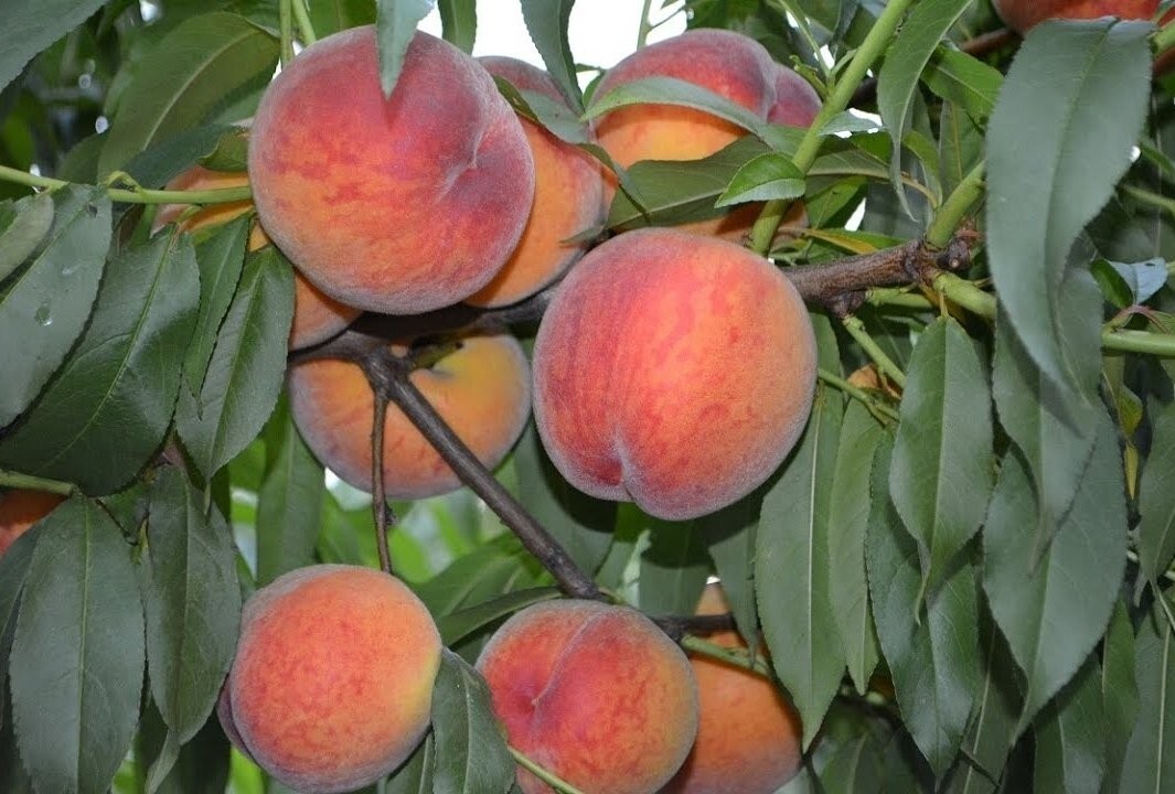 Şeftali Fidanı Paketi - 2 Yaş - Açık Köklü (3-5-10-20'li Paketler)