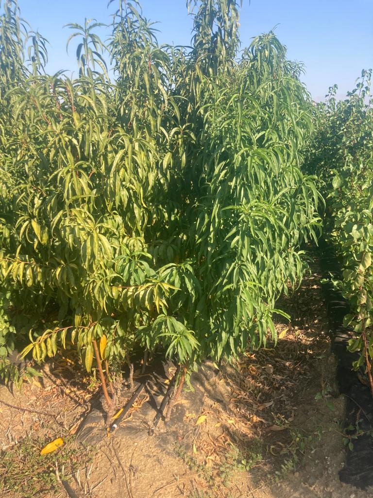 Şeftali Fidanı Paketi - 2 Yaş - Açık Köklü (3-5-10-20'li Paketler)