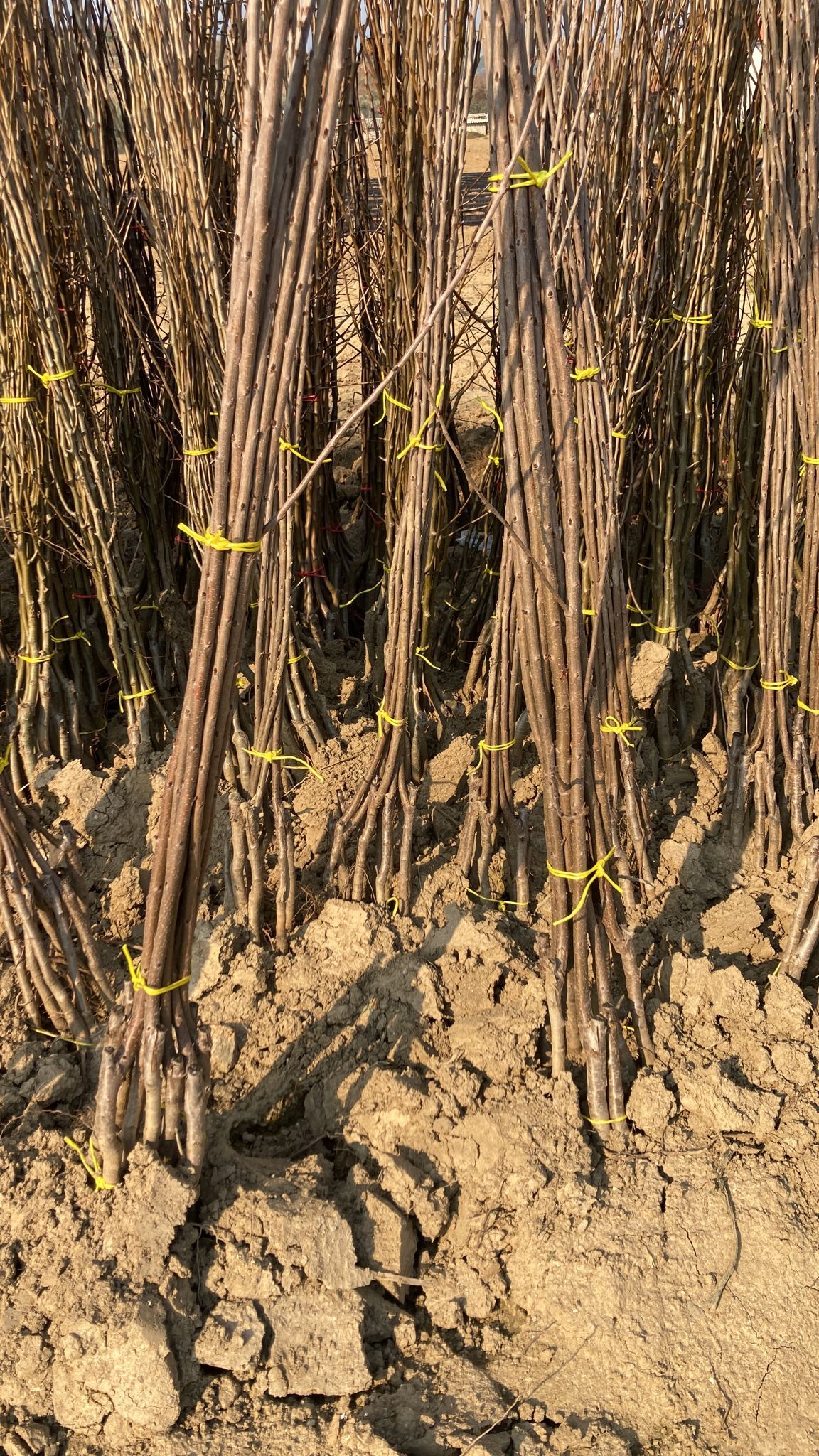 Sert Çekirdekli Meyve Fidanı Paketi - 2 Yaş - Açık Köklü (5-10-20'li Paketler)
