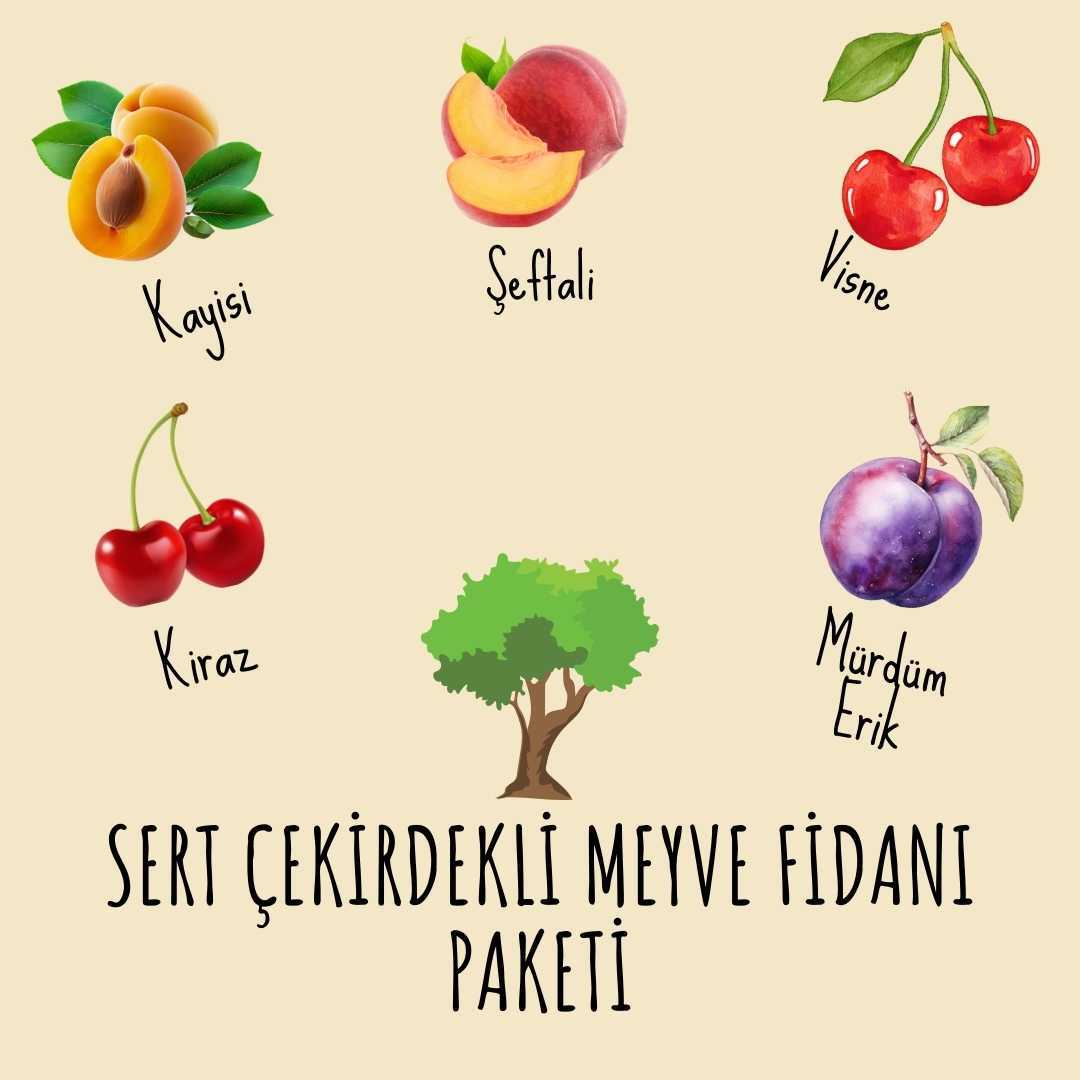 Sert Çekirdekli Meyve Fidanı Paketi - 2 Yaş - Açık Köklü (5-10-20'li Paketler)