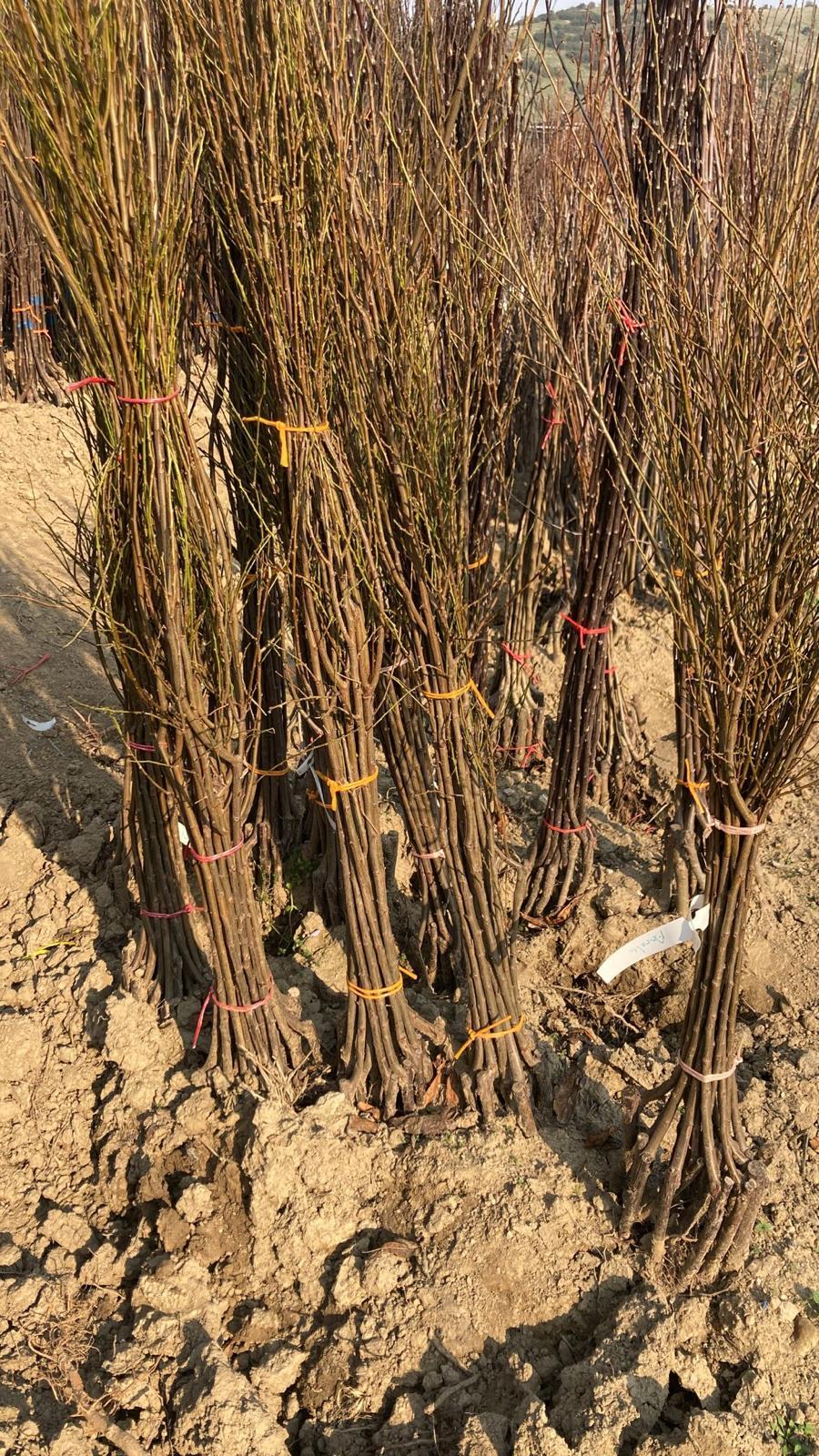 Sert Çekirdekli Meyve Fidanı Paketi - 2 Yaş - Açık Köklü (5-10-20'li Paketler)