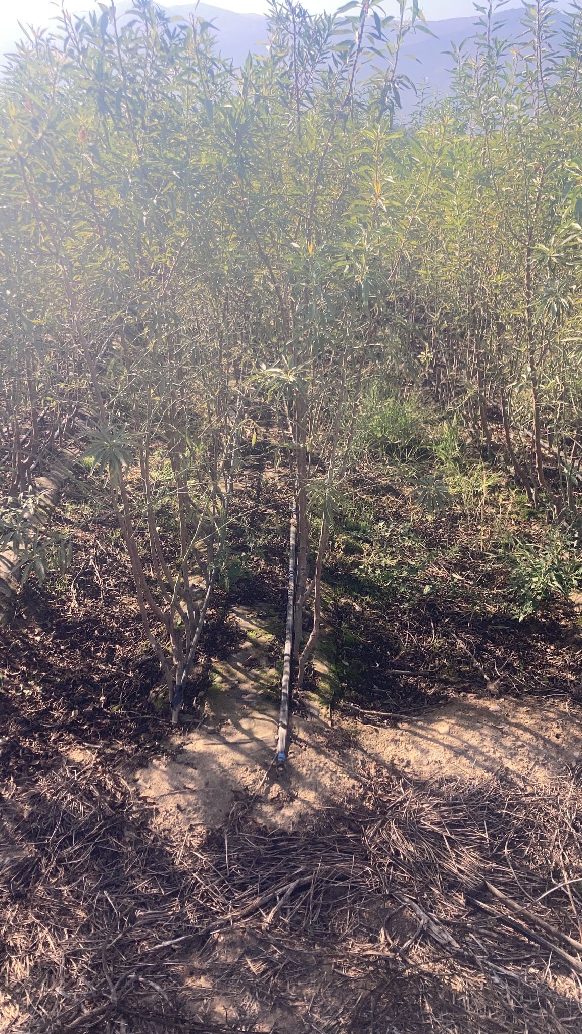 Sert Kabuklu Meyve Fidanı Paketi - 2 Yaş-Açık Köklü (5-10-20'li Paketler)