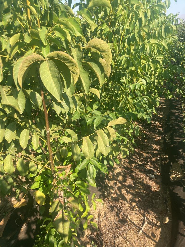 Sert Kabuklu Meyve Fidanı Paketi - 2 Yaş-Açık Köklü (5-10-20'li Paketler)