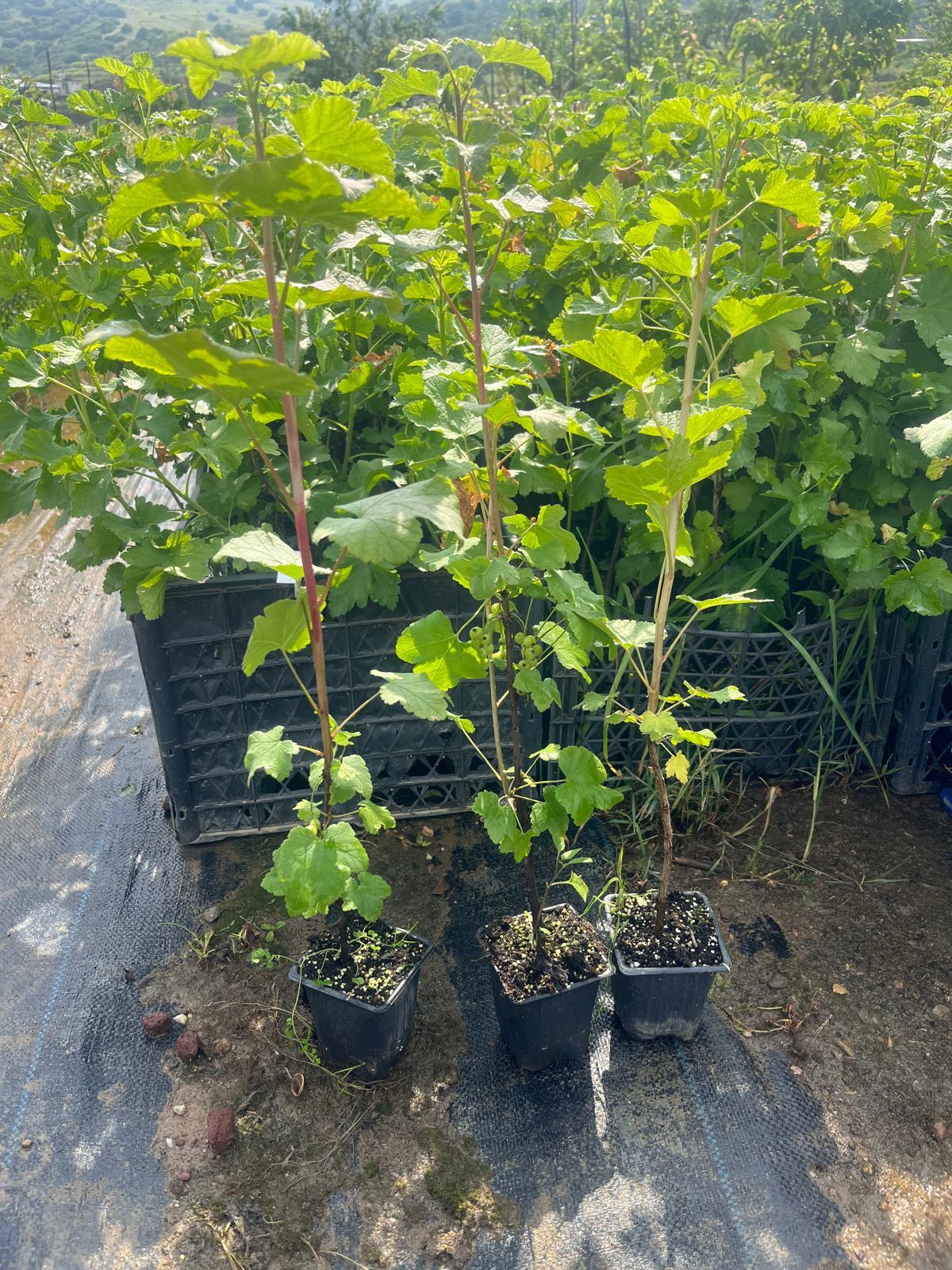 Siyah Frenk Üzüm Fidanı