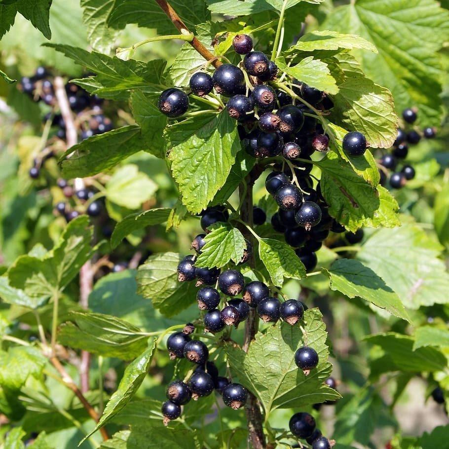 Siyah Frenk Üzüm Fidanı