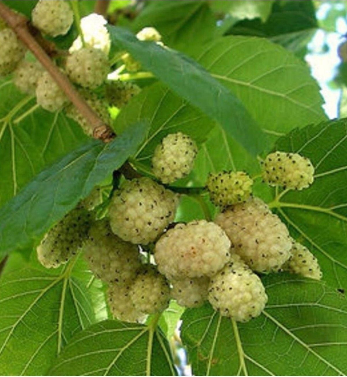 Yediveren Beyaz Dut Fidanı 
