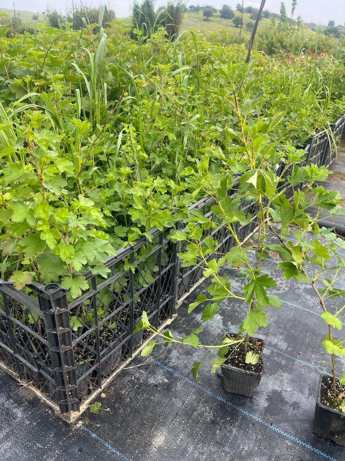 Yeşil Bektaşi Üzüm Fidanı