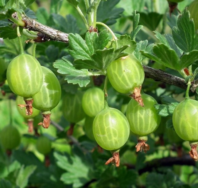 Yeşil Bektaşi Üzüm Fidanı