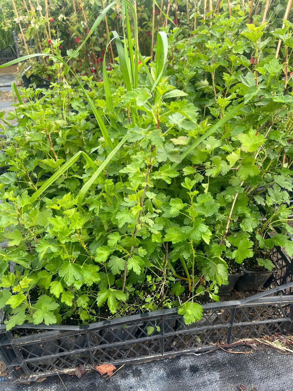 Yeşil Bektaşi Üzüm Fidanı