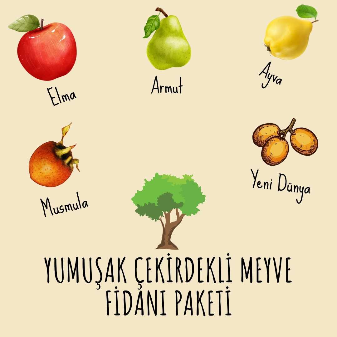 Yumuşak Çekirdekli Meyve Fidanı Paketi - 2 Yaş - Açık Köklü (5-10-20'li Paketler)