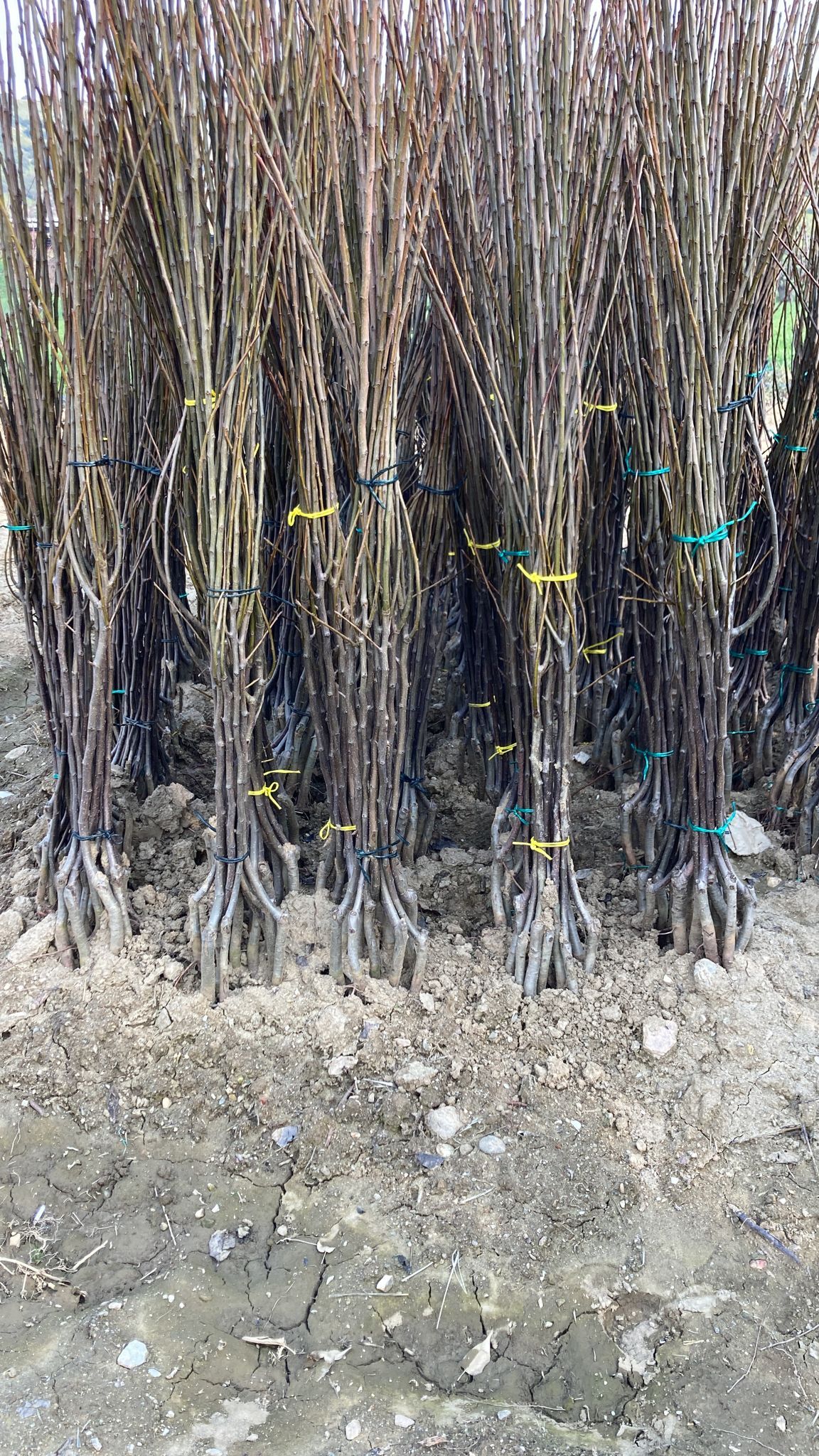 Yumuşak Çekirdekli Meyve Fidanı Paketi - 2 Yaş - Açık Köklü (5-10-20'li Paketler)