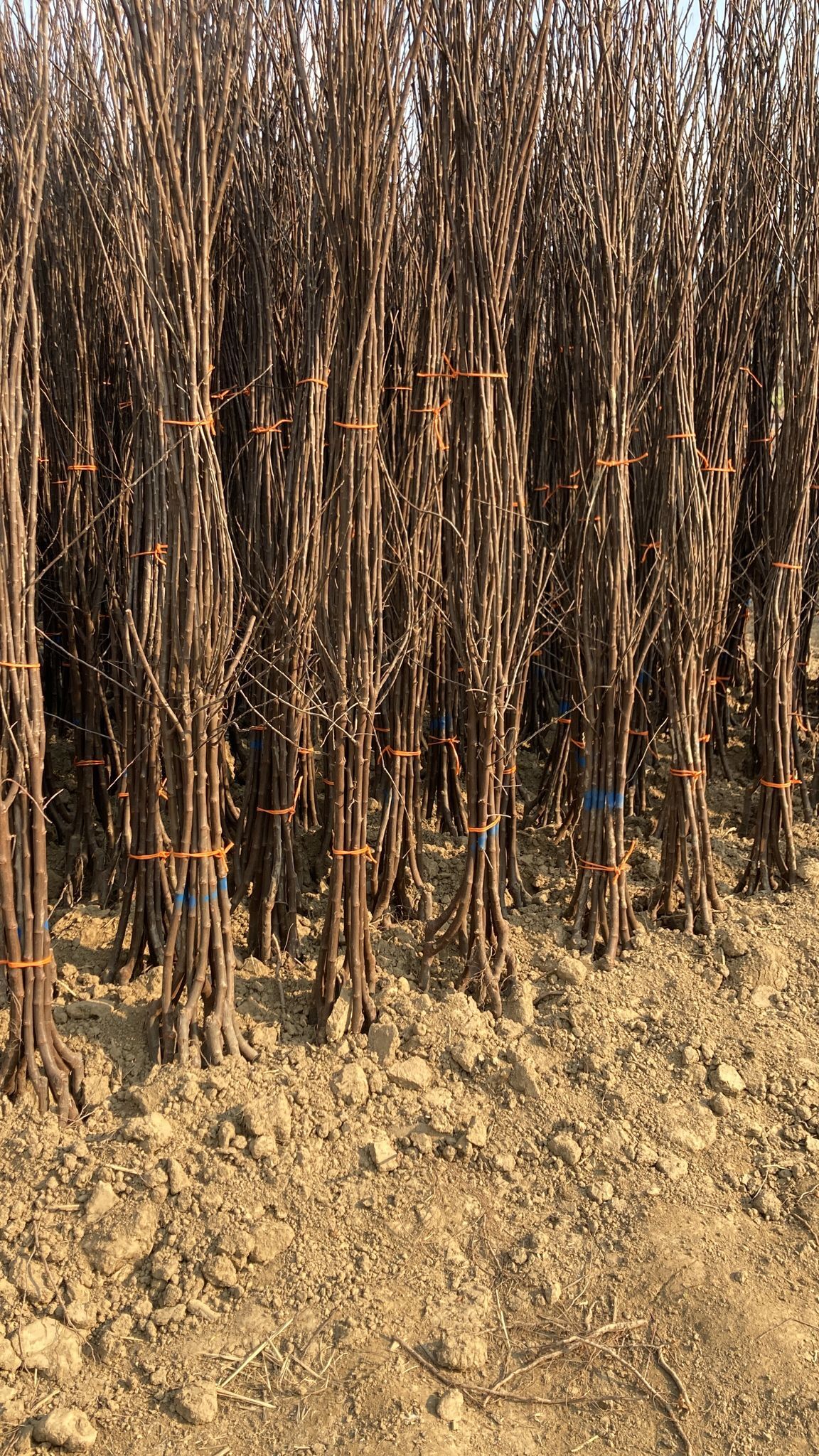 Yumuşak Çekirdekli Meyve Fidanı Paketi - 2 Yaş - Açık Köklü (5-10-20'li Paketler)