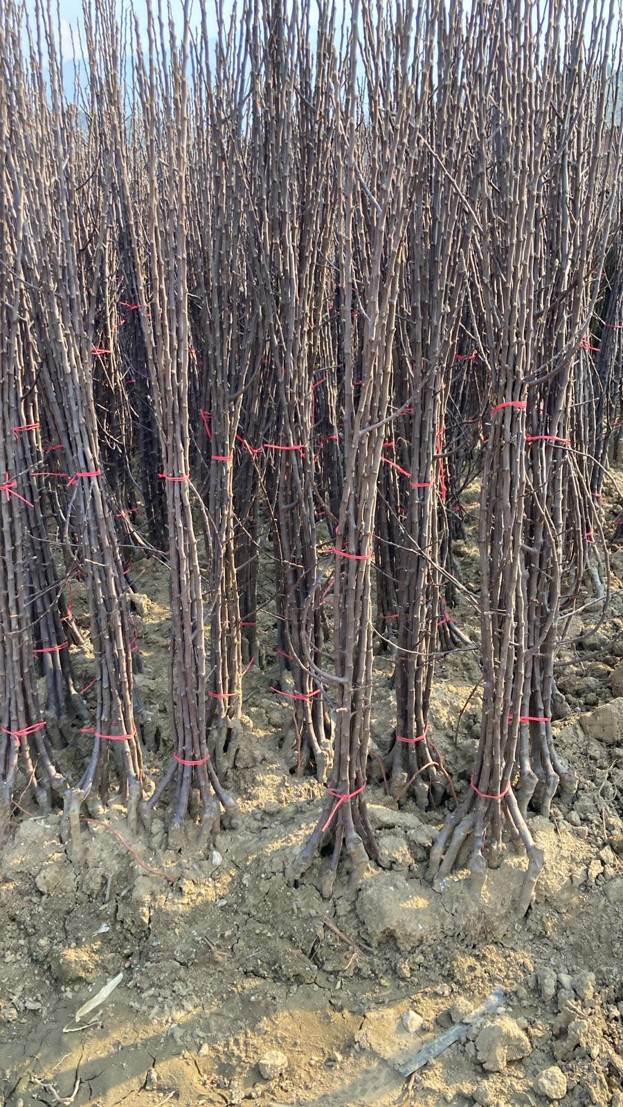 Yumuşak Çekirdekli Meyve Fidanı Paketi - 2 Yaş - Açık Köklü (5-10-20'li Paketler)