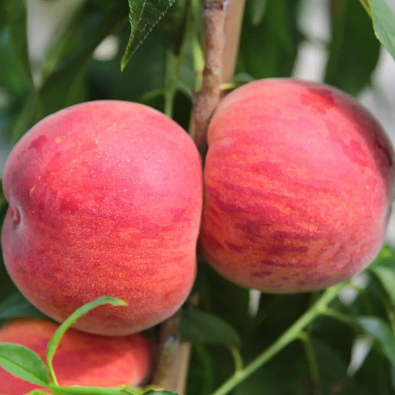 Şeftali (Cristaven) Fidanı 